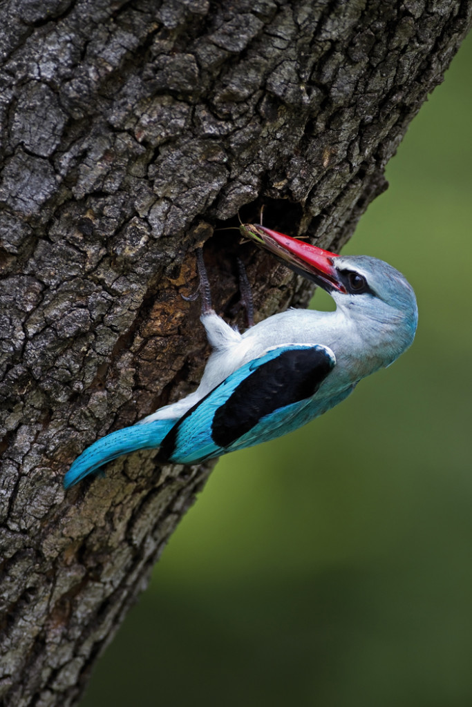 As melhores fotos de pássaros são geralmente feitas com superteles 