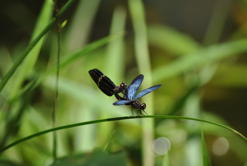 Foto de Andréa Pimentel Barreto, premiada em 2015, documenta libélulas copulando Concurso da National Geographic tem incrições abertas até novembro