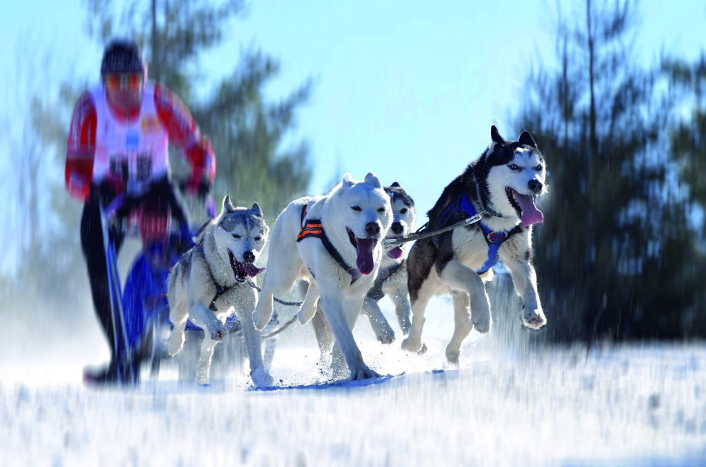 Apenas o movimento dos cães foi congelado e o fotógrafo usou a prioridade de velocidade para escolher o tempo de exposição 