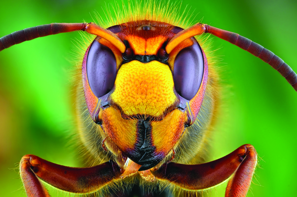 Supermacro de uma abelha com uso de fole e tubos de extensão para aumentar o fator de ampliação do tema