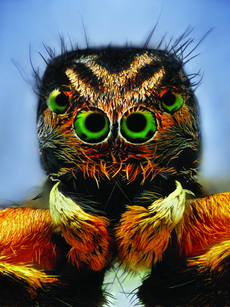 Aranha registrada com grande fator de ampliação graças a lente macro com tubo de extensão