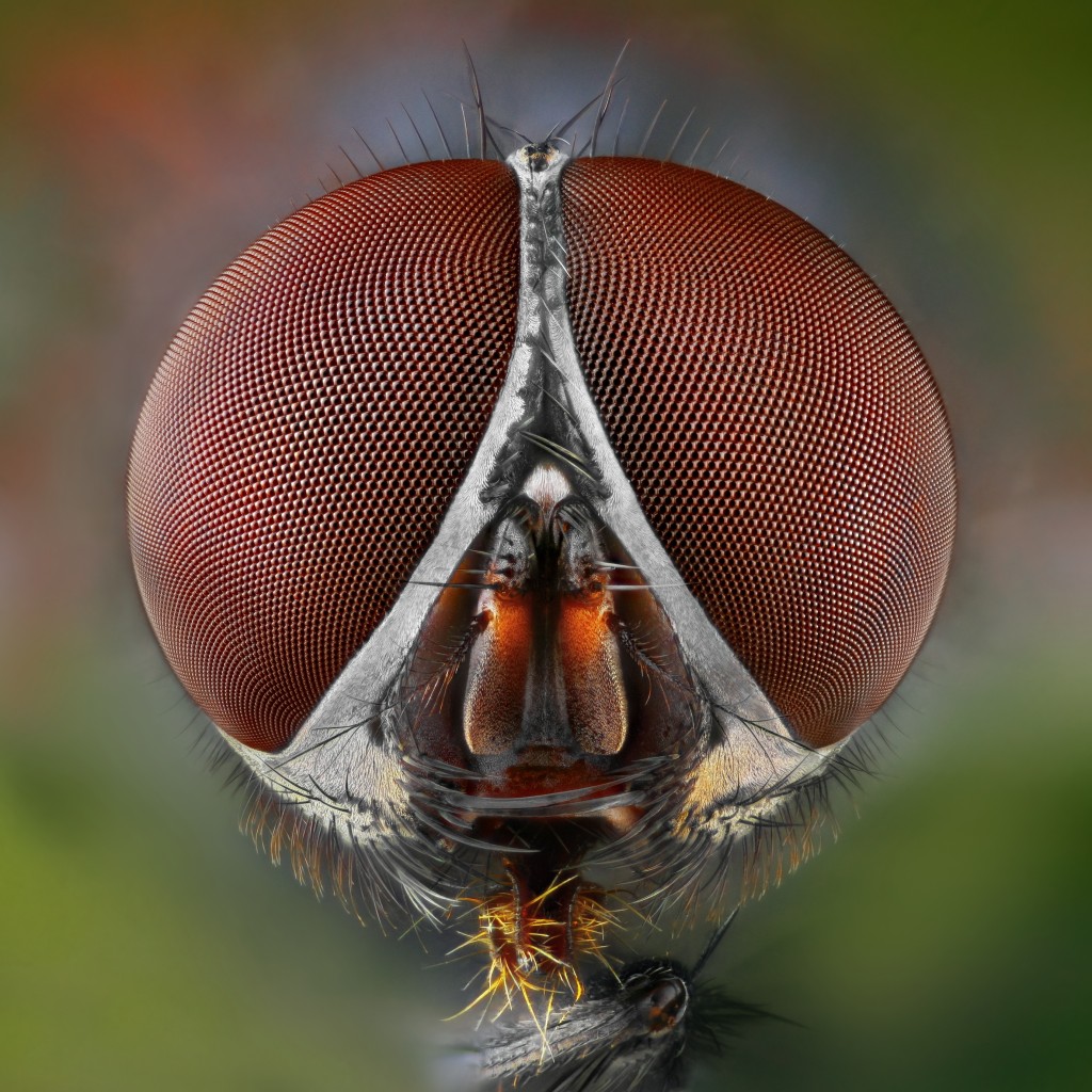 Olhos de mosca em foto feita com a Canon MP-E 65 mm