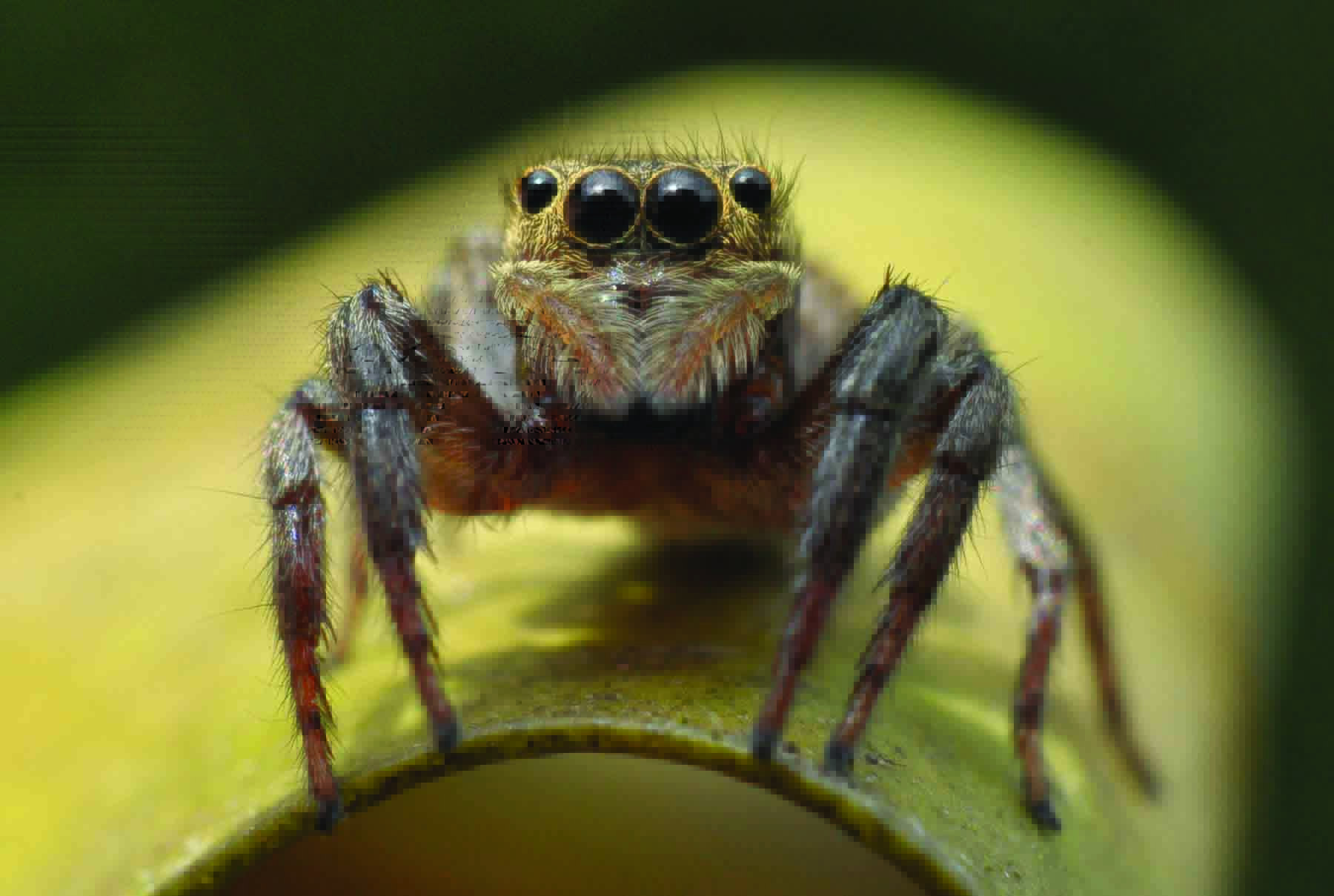 Os olhos de uma aranha-papa-mosca, um dos pequenos seres que o fotógrafo encontra no quintal de casa
