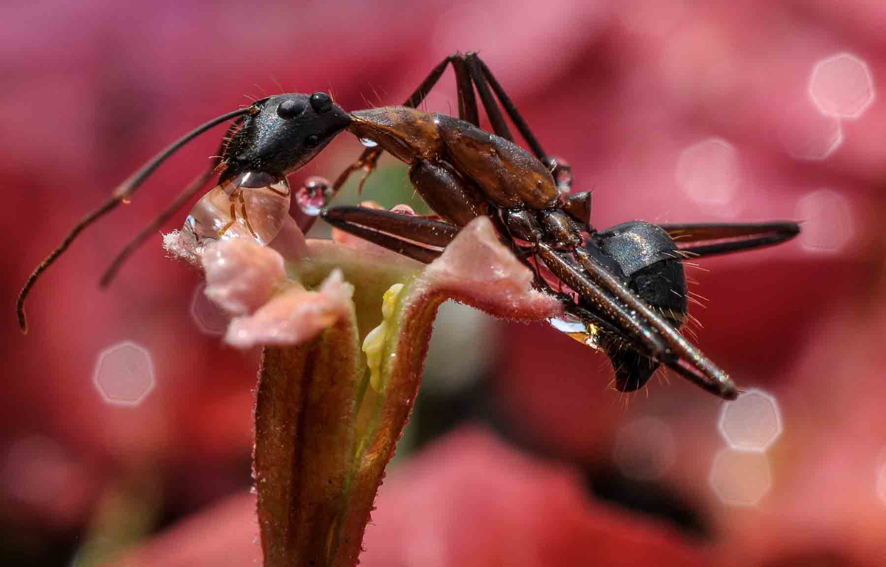 A pequena formiga parece saciar a sede na gota que está sobre a flor; um mundo que os olhos humanos não enxergam 