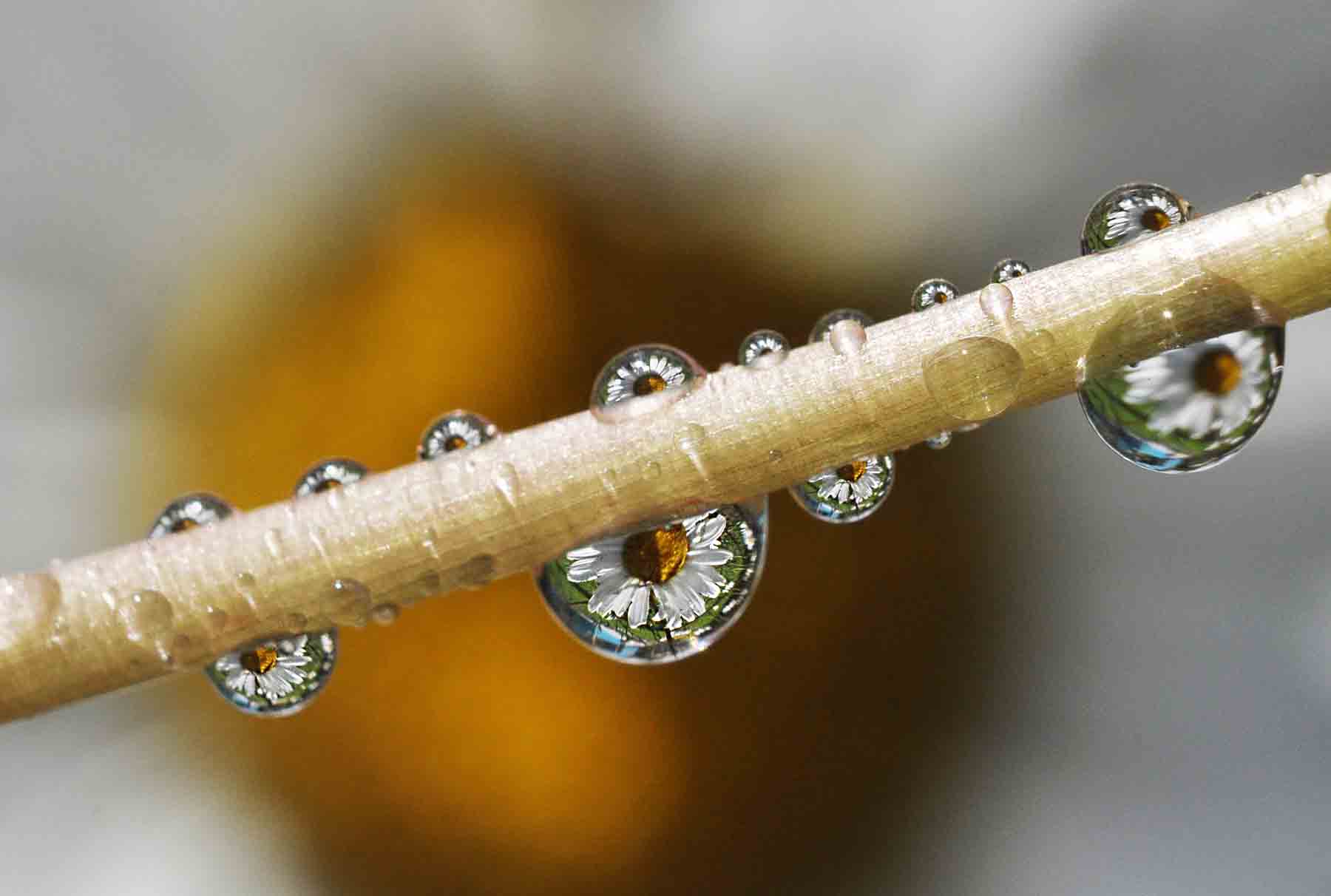 Gostas de orvalho num minúsculos caule refletem margaridas plantadas no quintal do fotógrafo