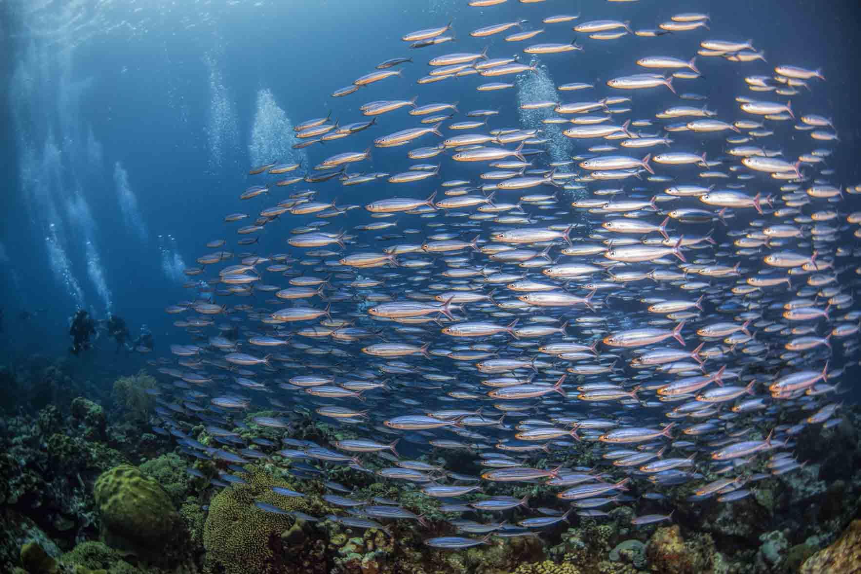 Em fotografia subaquática, as imagens captadas num plano mais aberto são chamadas de panorâmicas, e focam aspectos do universo marinho, como cardumes
