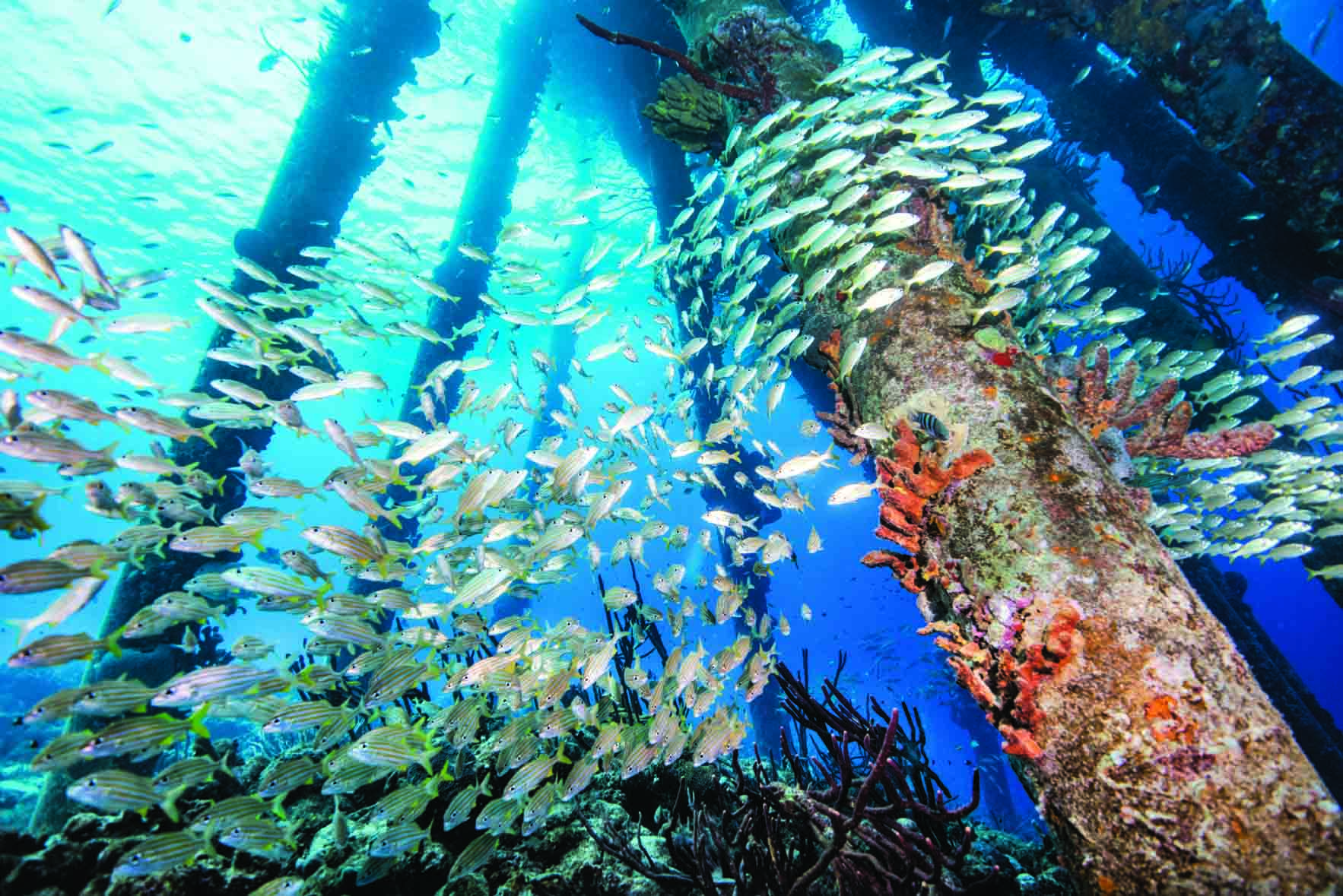 Para fugir de grandes distorções, o fotógrafo subaquático centraliza o assunto no quadro, como nesta imagem feita no píer de uma ilha no Carine Holandês