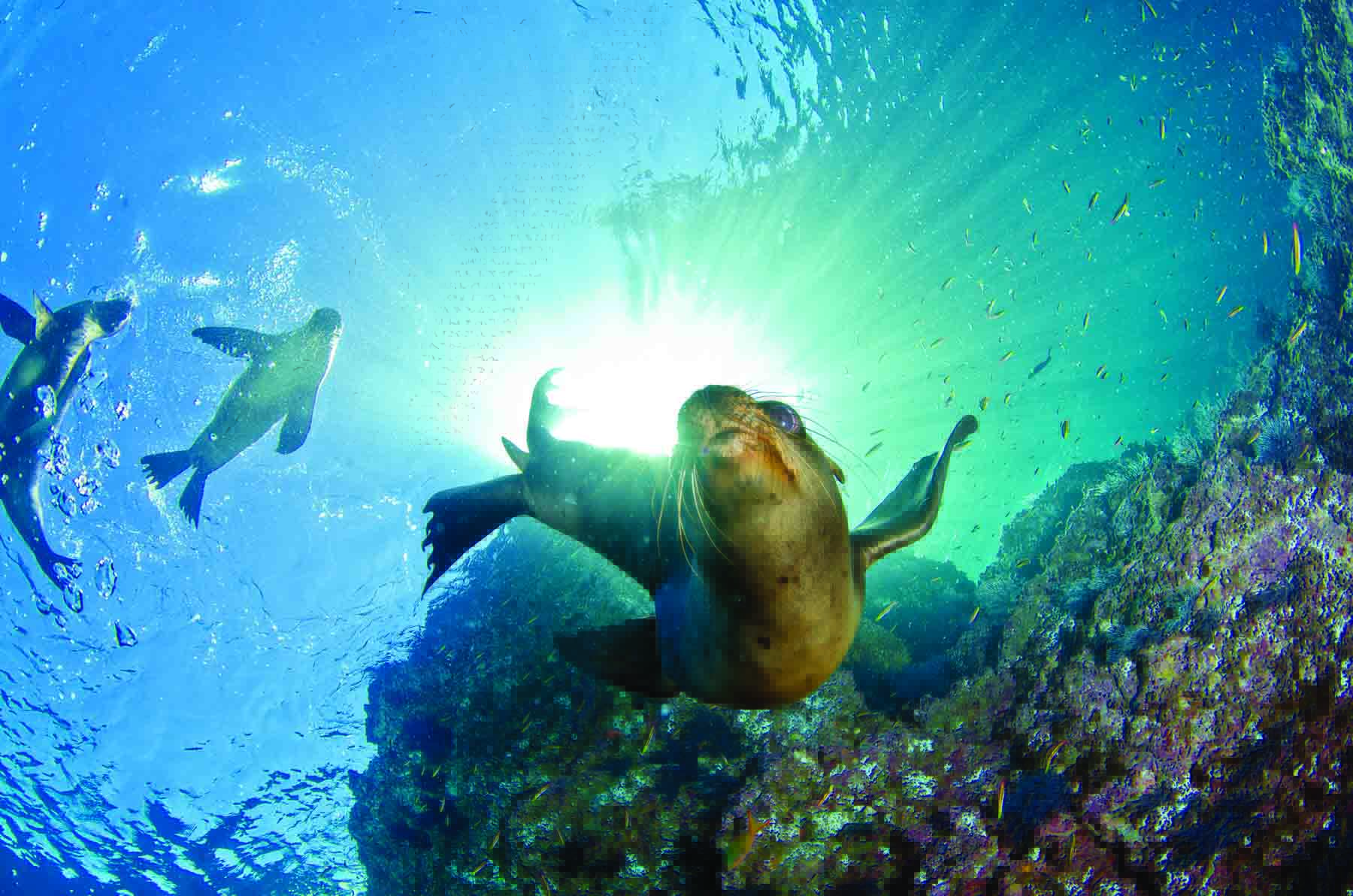 Foto de animais em movimento embaixo d’água, como esta grupo de leões-marinhos exigem velocidade de pelo menos 1/125s, ensina o especialista