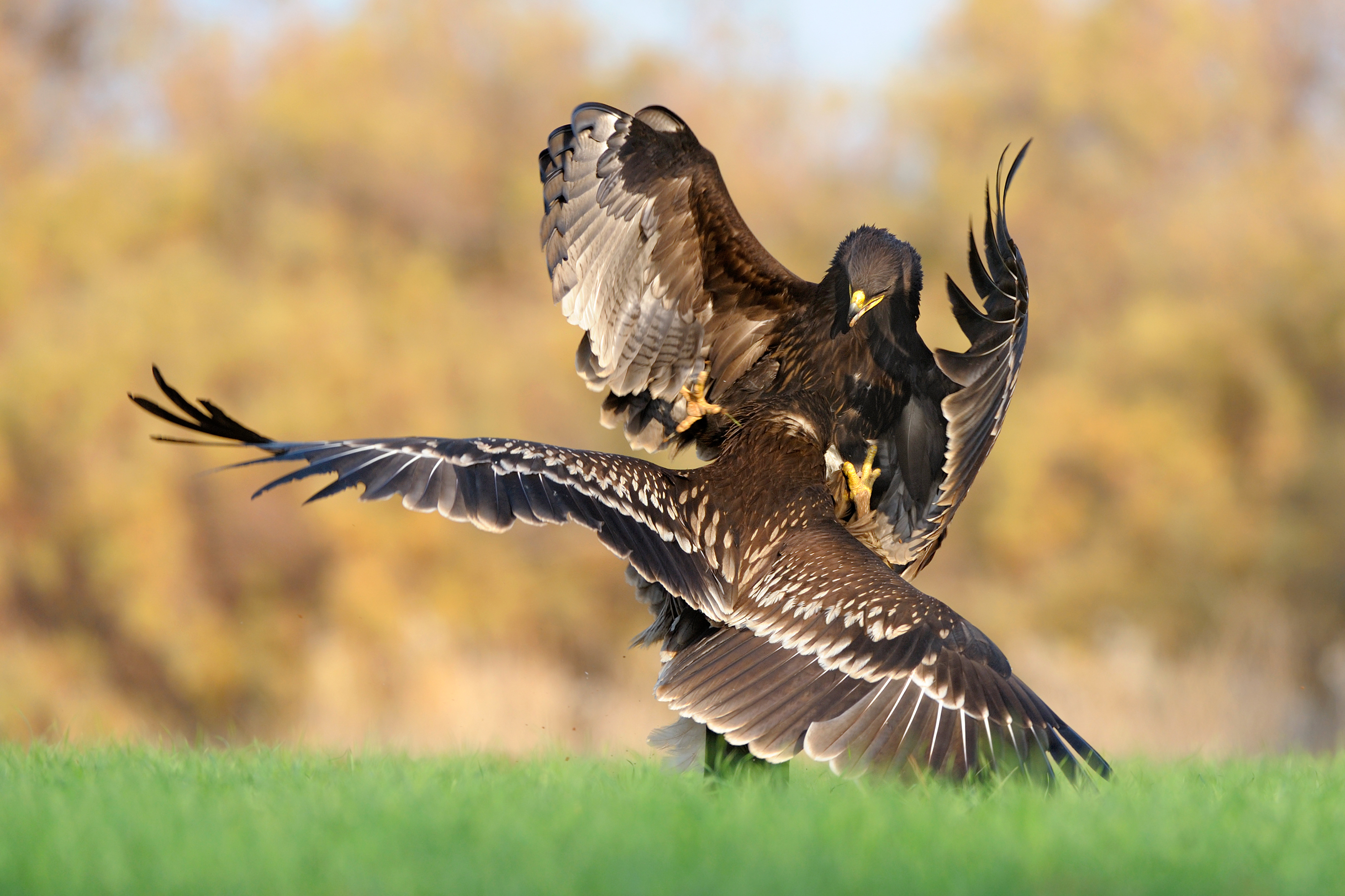 Animais na natureza também têm seus momentos decisivos, como estas águias em luta, e o fotógrafo deve ficar atentos a eles.