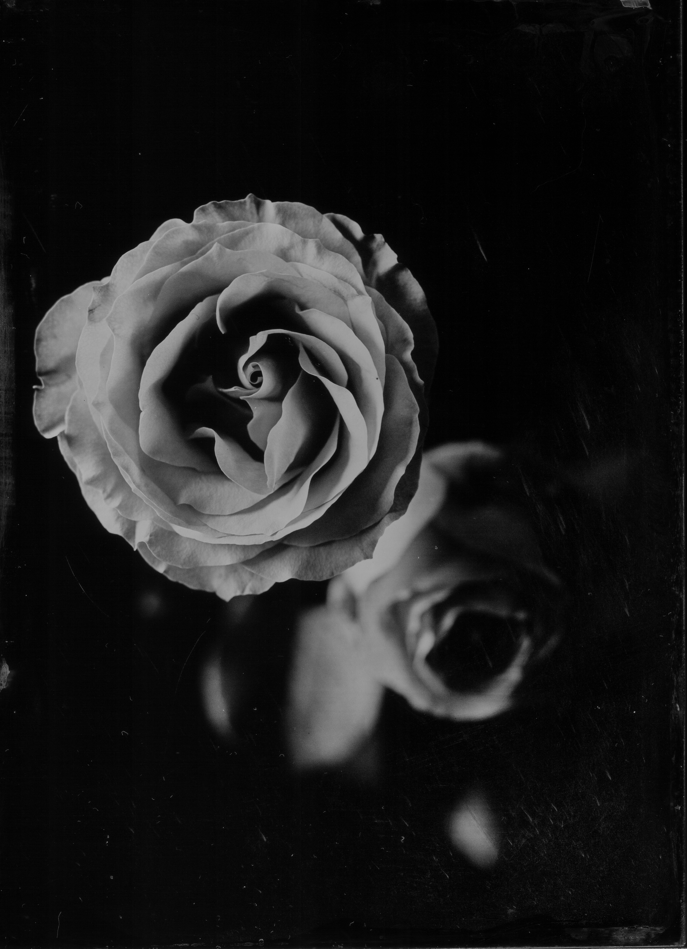 Ambrótipo produzido por Sassaki com o close de uma rosa: processo é uma variante da placa úmida de colódio, um positivo em base de vidro