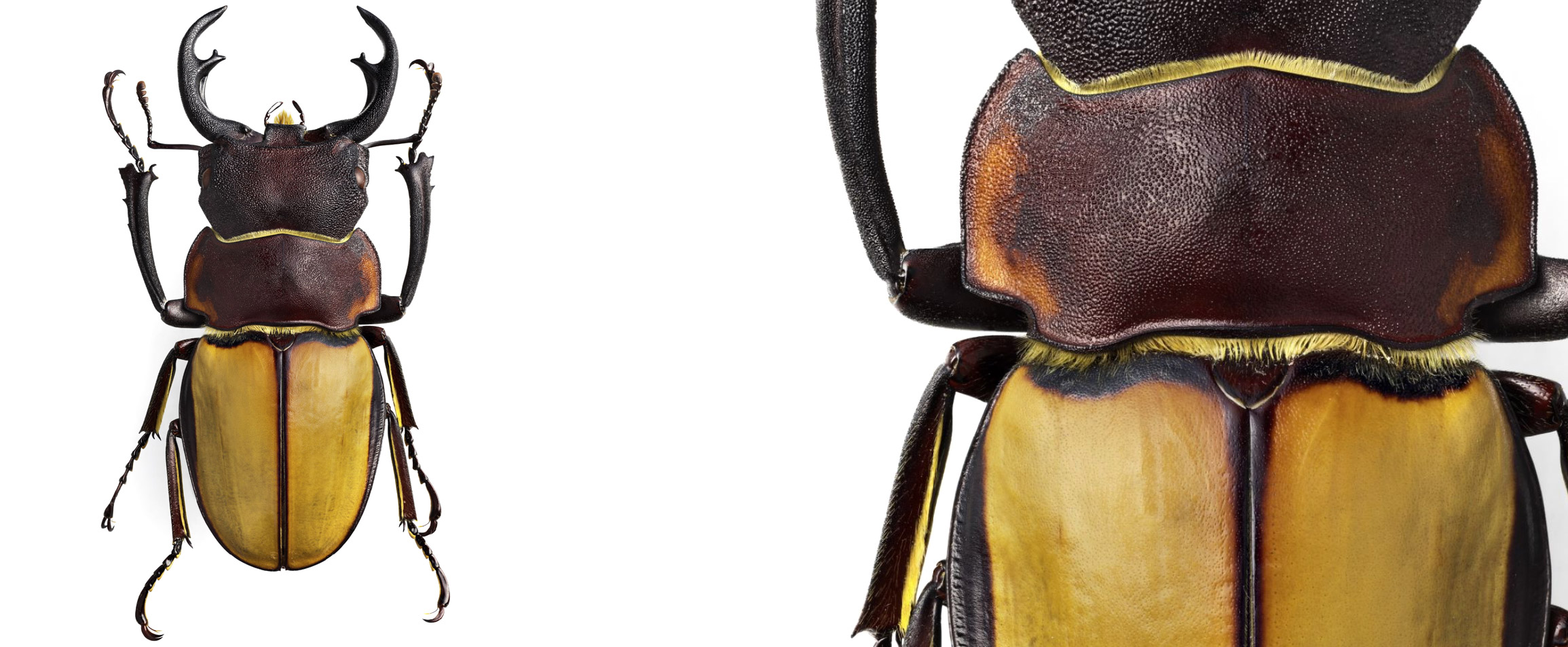 Besouro fotografado pelo sueco Göran Liljeberg e um detalhe ampliado da imagem do inseto