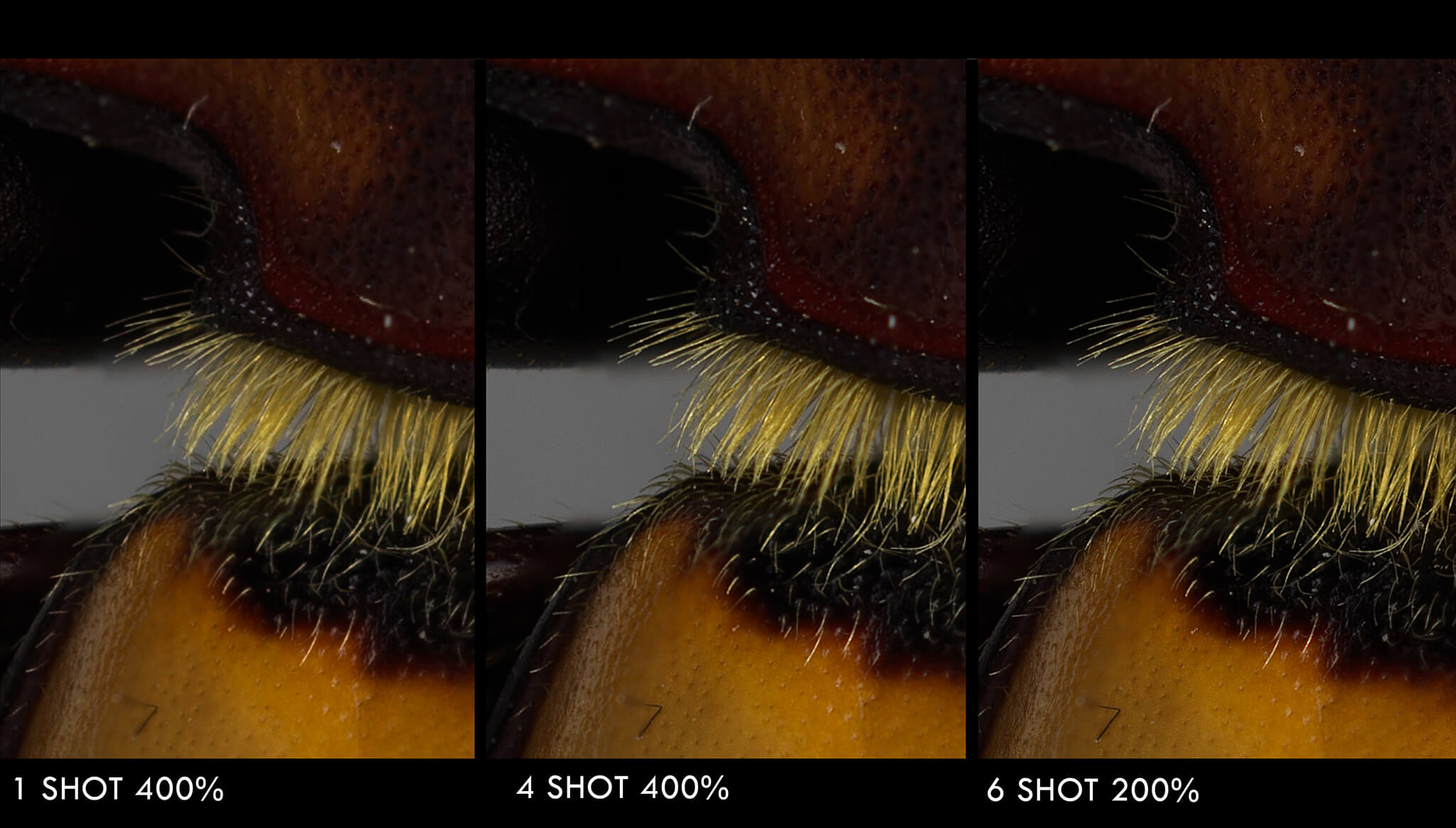 Detalhes do besouro com grande ampliação da imagem em três etapas da captura mostram a qualidade oferecida pela câmera 