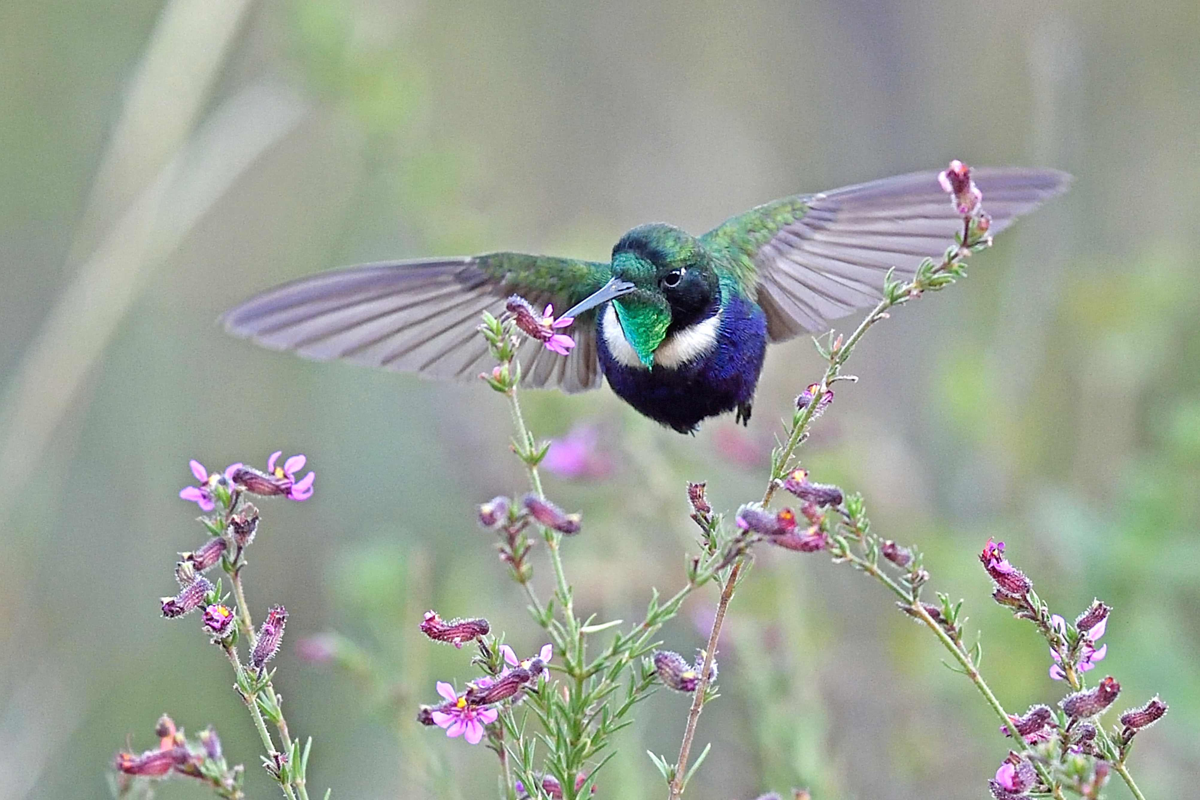 O livro de Ribenboim registra 84 espécies, incluindo o Beija-flor-de-gravata-verde
