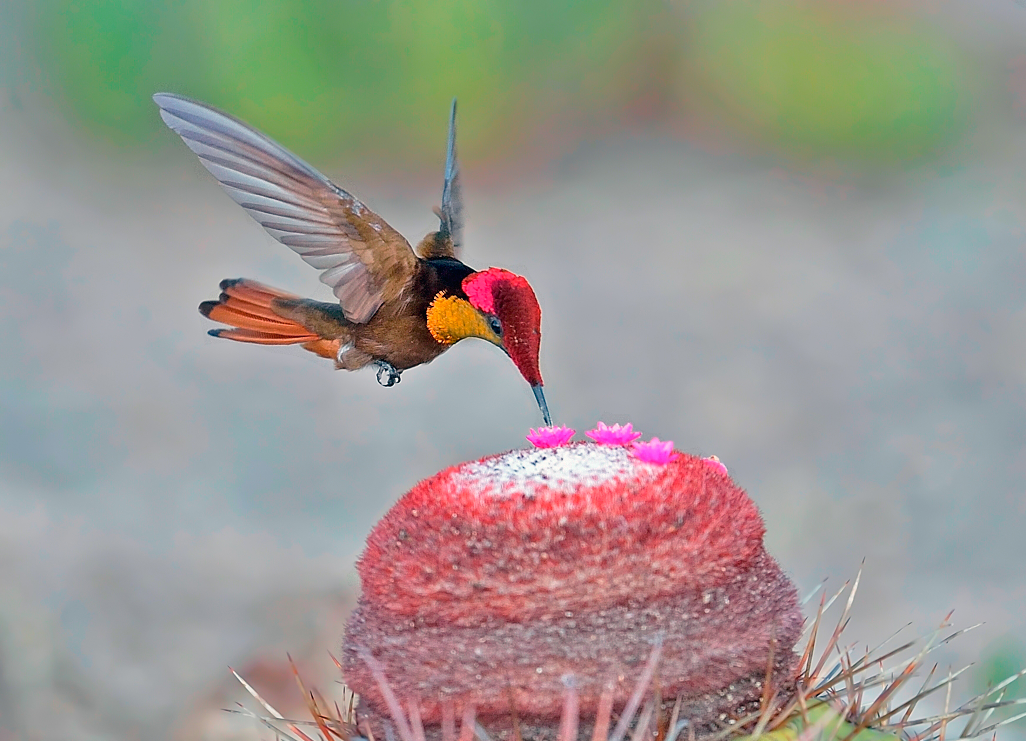 Beija-flor-vermelho: o fotógrafo faz ampla pesquisa antes de sair a campo para registrar as aves