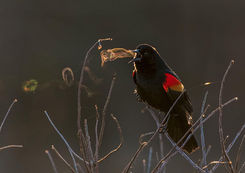 Red-winged Blackbird (Agelaius phoeniceus). Foto: Kathrin Swoboda/Audubon Photography Awards