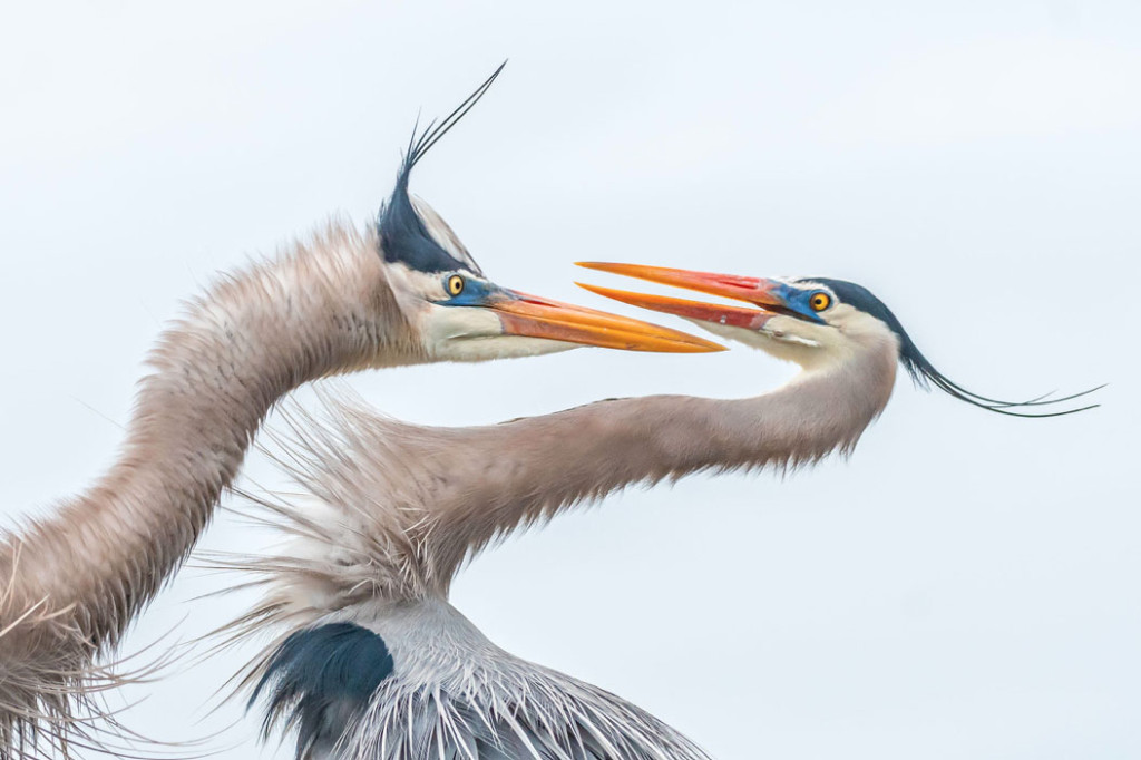 Great Blue Herons (Ardea herodias). Foto: Melissa Rowell/Audubon Photography Awards. Menção Honrosa Amador