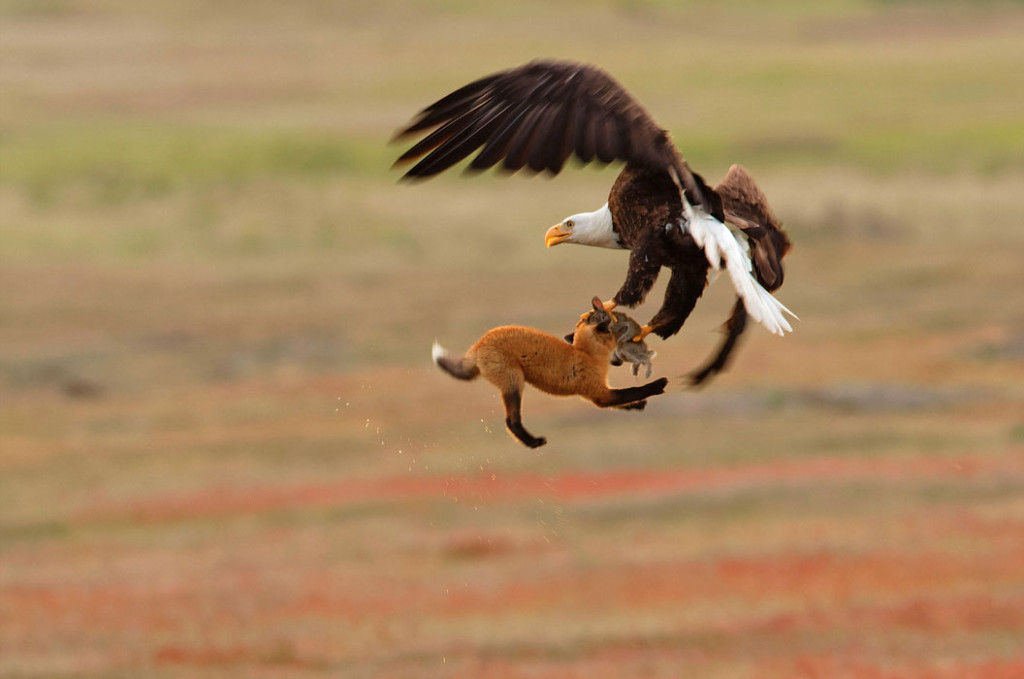 Bald Eagle (Haliaeetus leucocephalus) and red fox (Vulpes vulpes). Foto: Kevin Ebi/Audubon Photography Awards. Menção Honrosa Profissional.