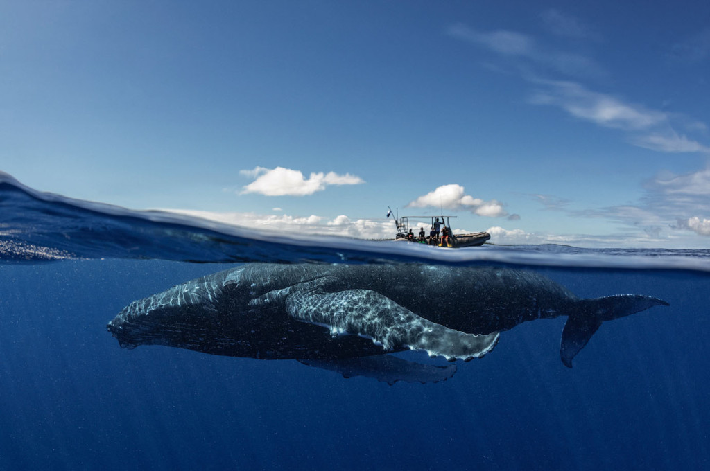 Jubarte fotografada durante mergulho no Arquipélago de Tonga, no Pacífico Sul: o barco na dimensão do tamanho da baleia. Foto: Luciano Candisani