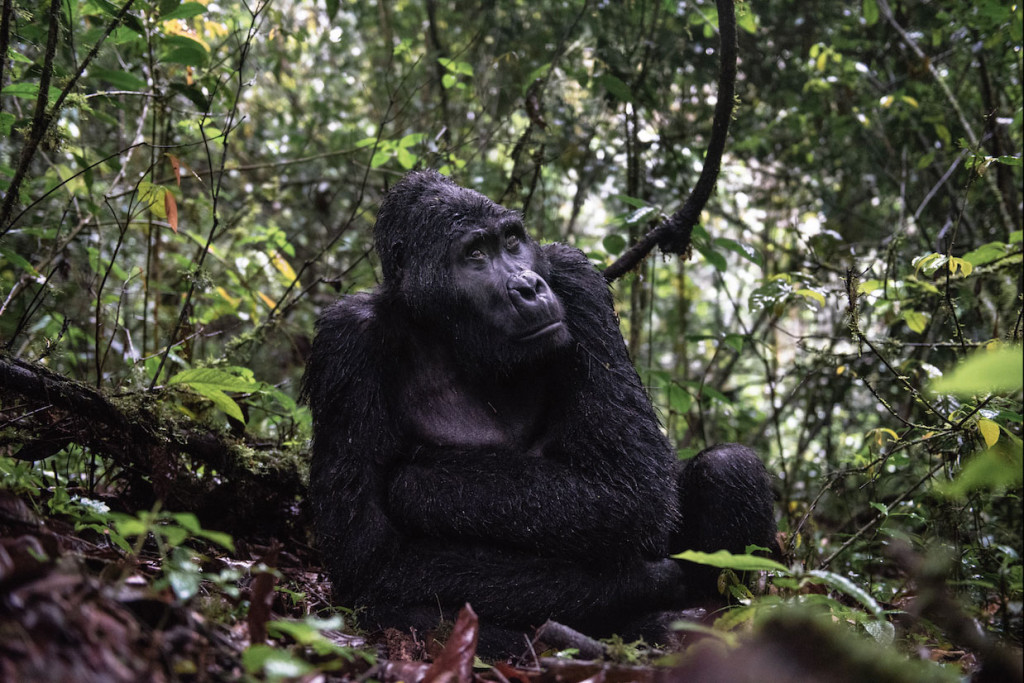 Gorila nas montanhas do Parque Nacional das Florestas de Bwindi, em Uganda, centro-leste da África. Foto: Luciano Candisani
