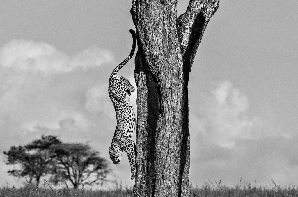 Flagrante de um leopardo descendo da árvore no Parque Nacional de Serengeti, reserva natural dividida entre Tanzânia e Quênia. Foto: Luciano Candisani