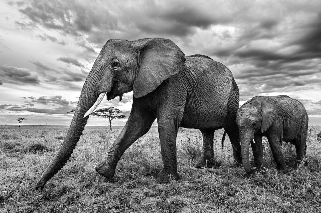 Mamãe elefante e seu filhote no Parque Serengeti, onde é possível registrar vários tipos de mamíferos. Foto: Luciano Candisani