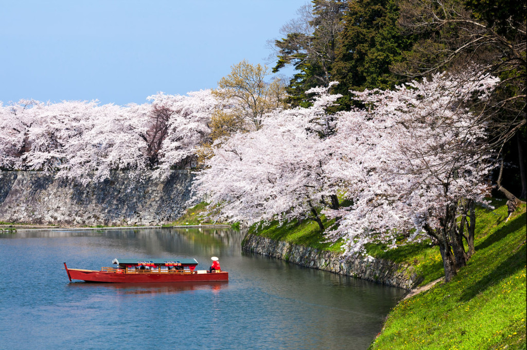 Parque no Japão com cerejeiras floridas: Windmüller se mudou para esse país em 2000 e lá viveu por sete anos. Foto: Jared Windmüller