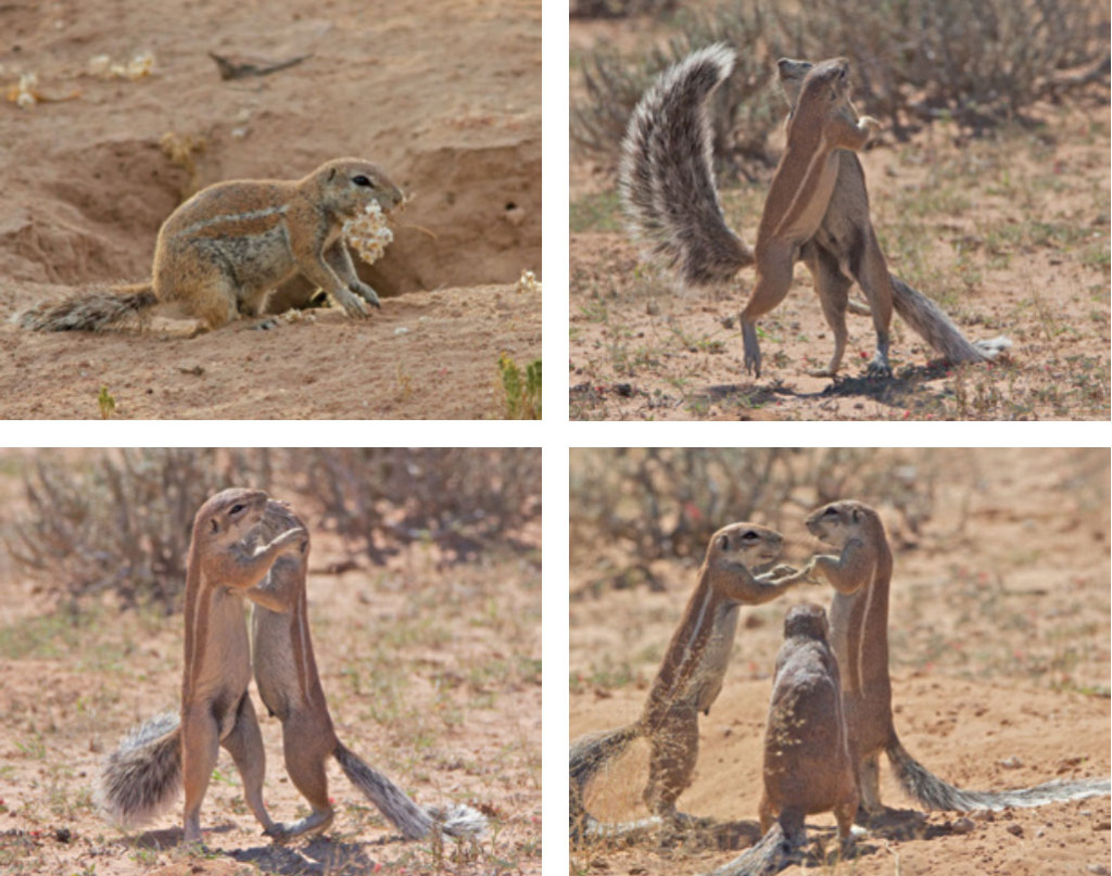 Relação amorosa de esquilos na África do Sul, em série de Elaine Kruer, vencedora do prêmio Portfólio