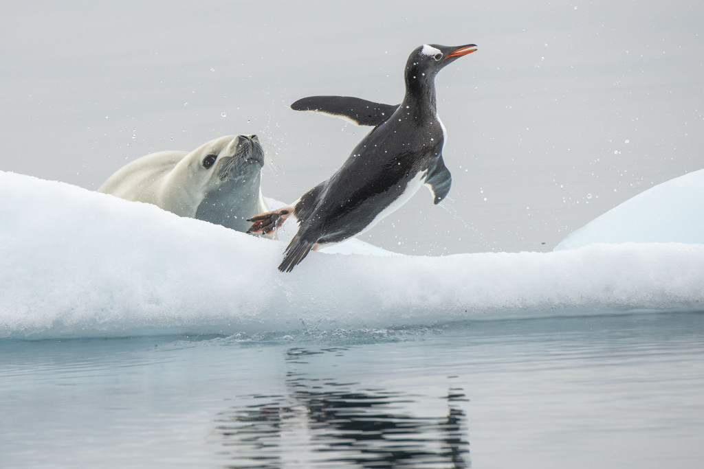 Foca-caranguejeira disputando espaço com pinguim-gentoo Foto: Andre Dib