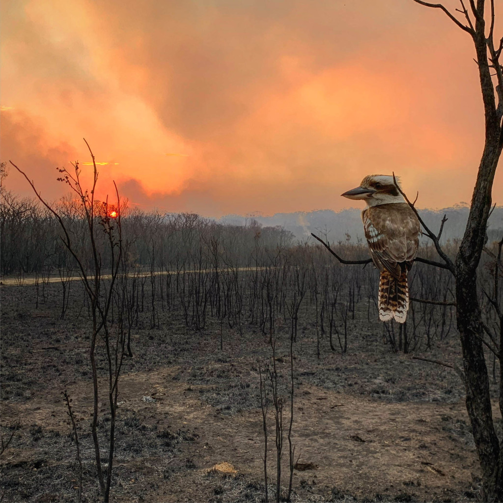 This image was taken with my iPhone X close to my home at Wallabi Point, New South Wales, Australia, after devastating bushfires swept through the area. As I watched the sun set through the smoke a kookaburra appeared and allowed me to walk right up to it. We shared a moment, watching the sun fade behind the apocalyptic scene… he was laughing.