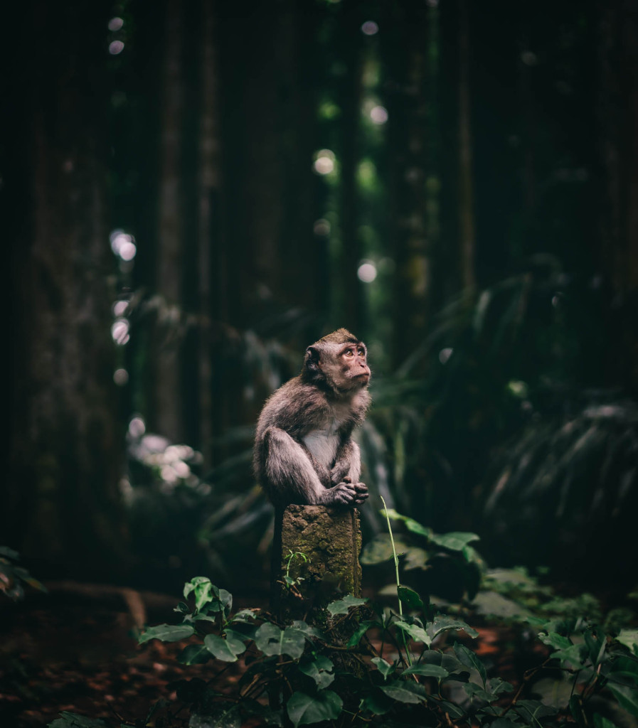 I was amazed by this creature while traveling through Indonesia. When I was in a place called Monkey Forest, I spot this monkey just sitting there and wondering about the world. It's incredible, how same we are.