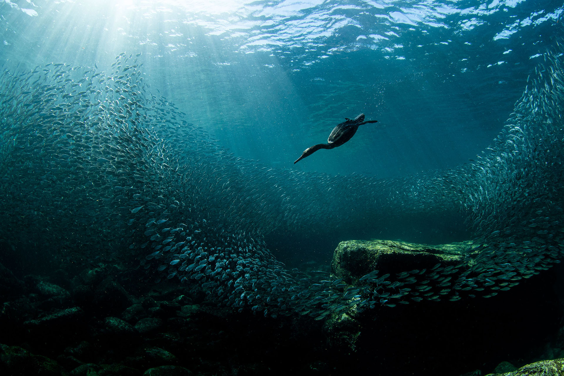 O Grande Prêmio ficou com a fotógrafa Joanna Lentini, por imagem subaquática, que mostra um corvo-marinho-de-orelhas mergulhando em busca de comida nas águas de Los Islotes, no México. 