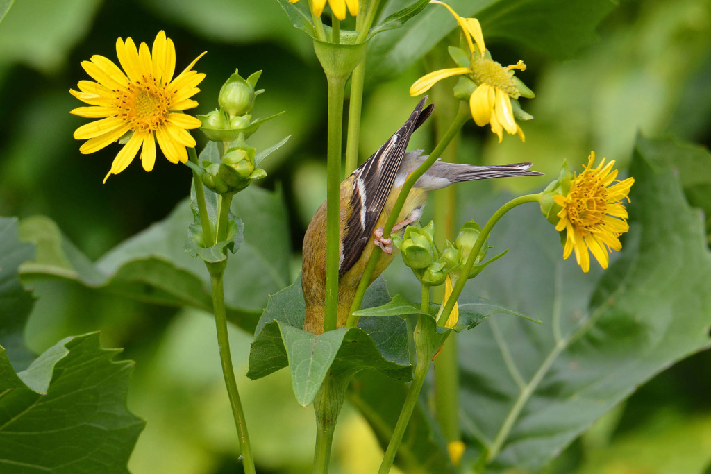 A categoria Plantas para Pássaros foi vencida por Travis Bonovsky com imagem de um pintassilgo americano fêmea com a cabeça enfiada em uma planta, captada em um parque regional do Mississippi, também nos EUA